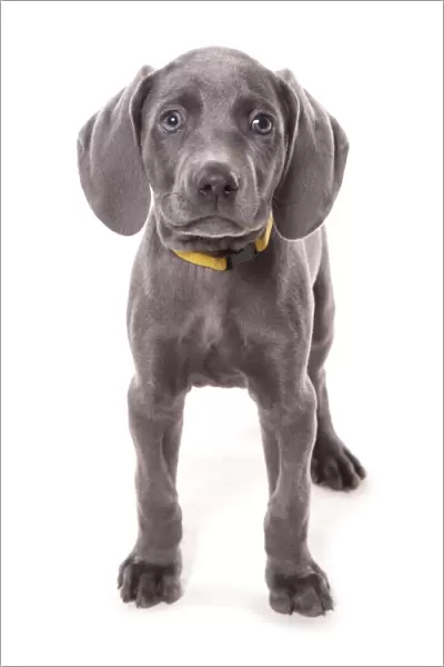 Domestic Dog, Weimaraner, blue short-haired variety, puppy, standing