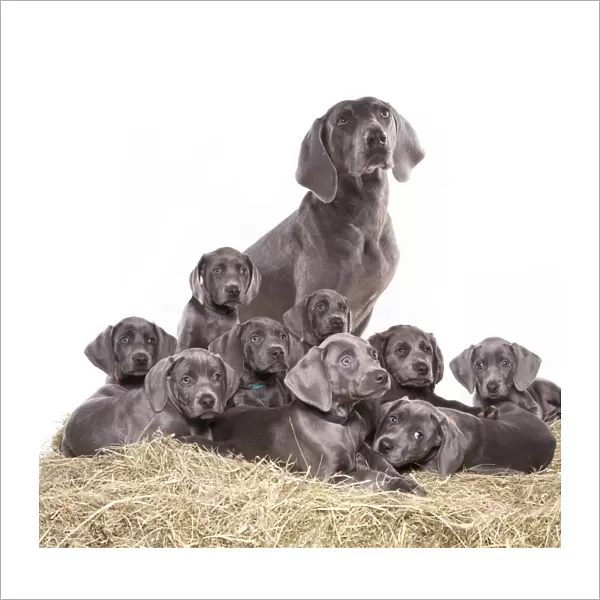 Domestic Dog, Weimaraner, blue short-haired variety, adult female and puppies, sitting and laying