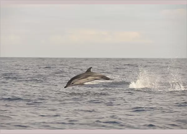 Striped Dolphin (Stenella coeruleoalba) adult, leaping out of water, Azores, June