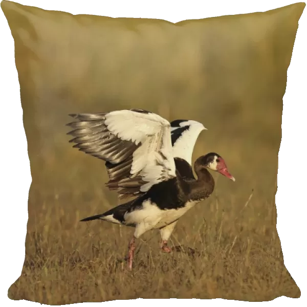 Spur-winged Goose (Plectropterus gambensis) adult male, with wings raised, walking on grass, Chobe River, Chobe N. P