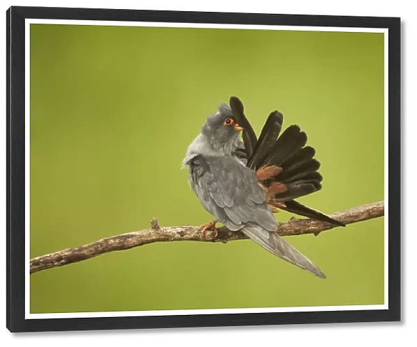 Red-footed Falcon (Falco vespertinus) adult male, straightening tail feathers during preening, perched on branch