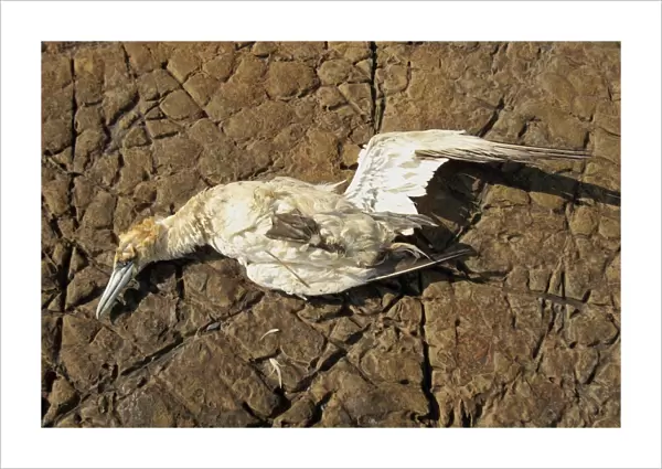 Northern Gannet (Morus bassanus) dead adult, washed ashore after contamination from polyisobutene oil additive at sea