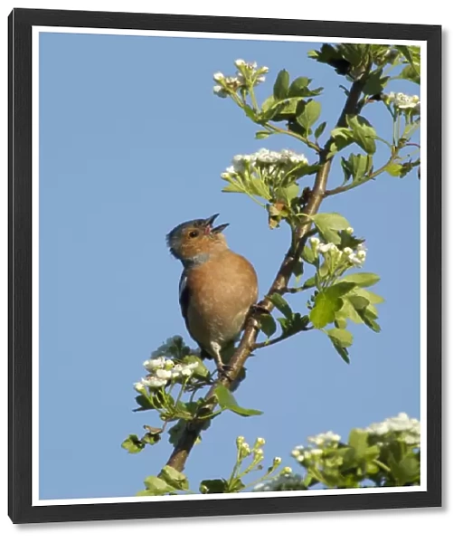 Chaffinch (Fringilla coelebs) adult male, singing, perched on hawthorn twig with blossom, Essex, England, May
