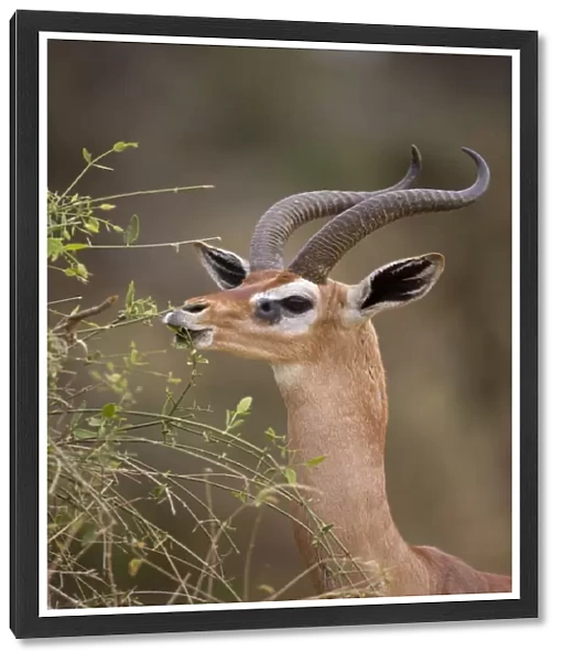 Gerenuk (Litocranius walleri) adult male, close-up of head and neck, browsing on leaves, Samburu National Reserve