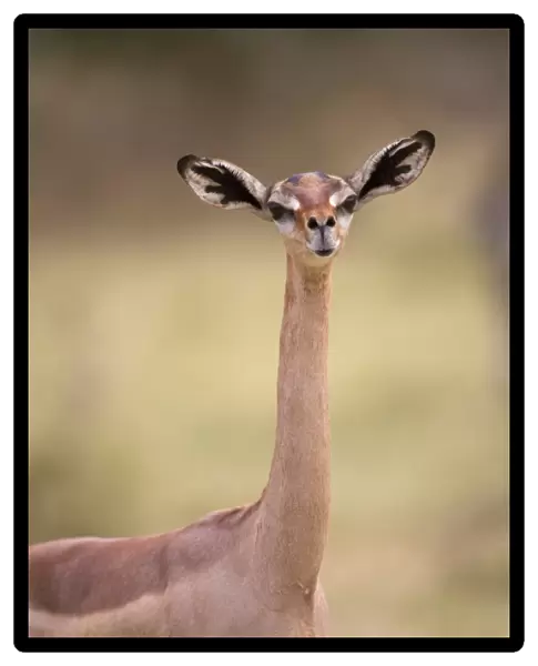 Gerenuk (Litocranius walleri) adult female, close-up of head and neck, Samburu National Reserve, Kenya, August
