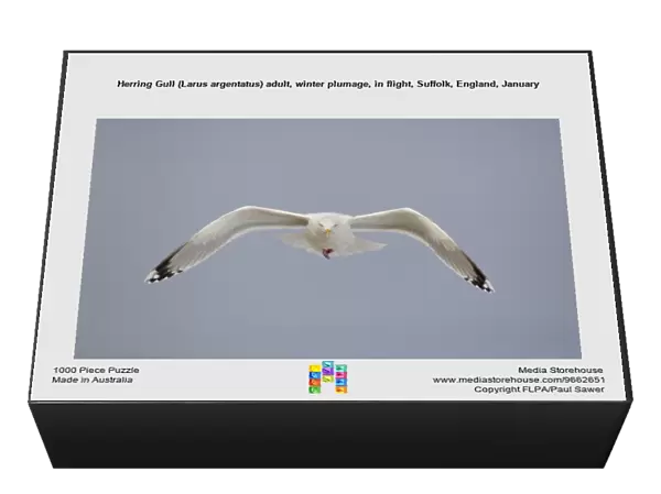 Herring Gull (Larus argentatus) adult, winter plumage, in flight, Suffolk, England, January