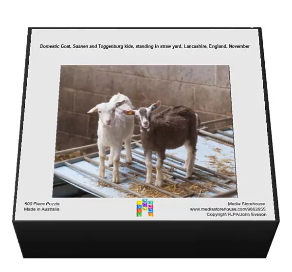 Domestic Goat, Saanen and Toggenburg kids, standing in straw yard, Lancashire, England, November