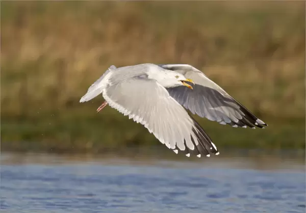 Herring Gull (Larus argentatus) adult, winter plumage, calling, in flight over water, Suffolk, England, December