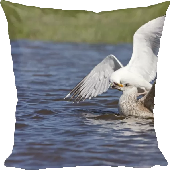 Herring Gull (Larus argentatus) adult, breeding plumage, and Great Black-Backed Gull (Larus marinus) immature