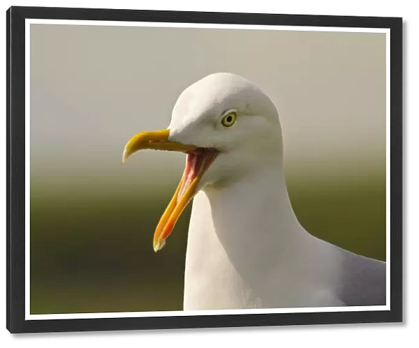Herring Gull (Larus argentatus) adult, breeding plumage, close-up of head, calling, Newgale, Pembrokeshire, Wales, May