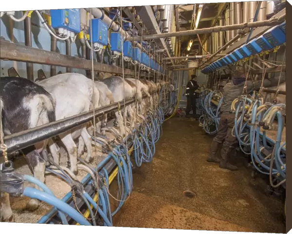 Domestic Goat, Saanen, Toggenburg and British Alpine nanny goats, herd being milked in milking parlour, Lancashire