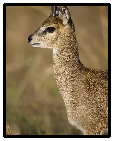 Klipspringer (Oreotragus oreotragus) adult male, close-up of head and neck, in evening sunlight, Serengeti N. P