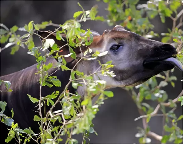Okapi (Okapia johnstoni) immature male, close-up of head, feeding on leaves (captive)