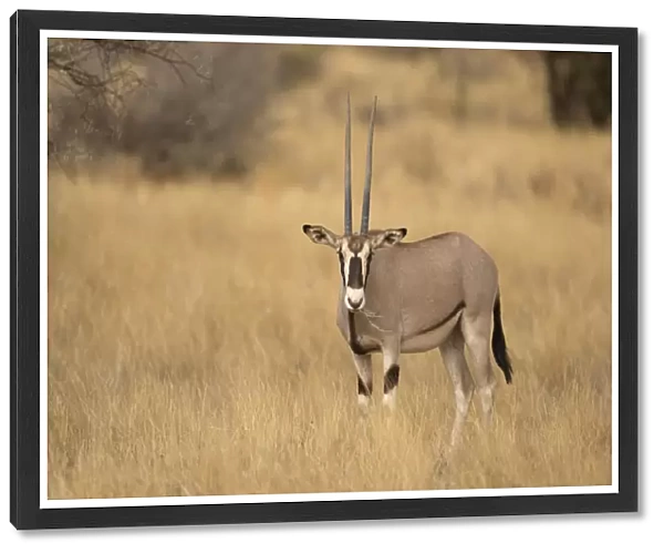 Beisa Oryx (Oryx beisa) adult, feeding on grass, standing in dry savannah, Samburu National Reserve, Kenya, August