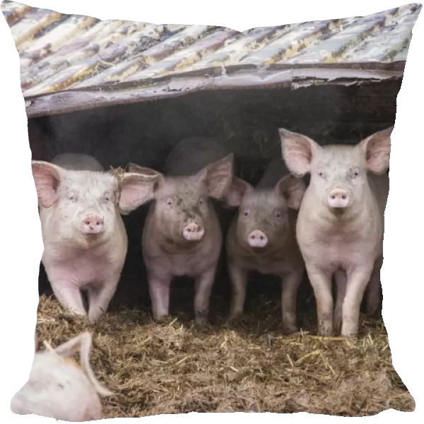 Domestic Pig, fattening weaners, group standing in straw yard with tin roof, Rotherham, South Yorkshire, England