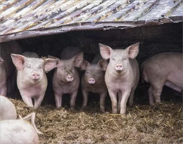 Domestic Pig, fattening weaners, group standing in straw yard with tin roof, Rotherham, South Yorkshire, England