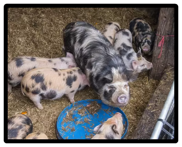 Domestic Pig, Kune Kune, sow and piglets, standing on straw in pen, Rotherham, South Yorkshire, England, February