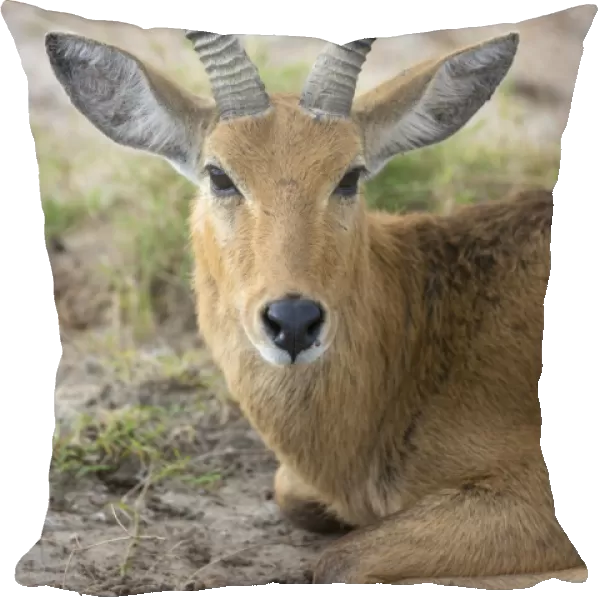 Bohor Reedbuck (Redunca redunca) adult male, close-up of head, resting in savannah, Masai Mara National Reserve, Kenya