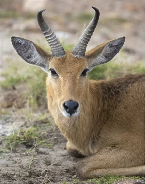 Bohor Reedbuck (Redunca redunca) adult male, close-up of head, resting in savannah, Masai Mara National Reserve, Kenya
