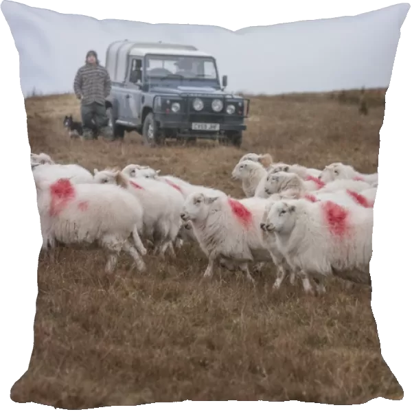 Domestic Sheep, Welsh Mountain ewes, flock being herded by farmer with sheepdog beside Land Rover Defender on hill