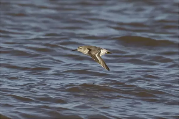 Knot (Calidris canutus) juvenile, in flight over water, Titchwell RSPB Reserve, Norfolk, England, November