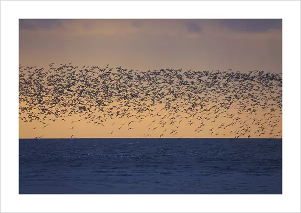 Knot (Calidris canutus) flock, in flight, over estuary habitat at sunset, Snettisham RSPB Reserve, The Wash, Norfolk