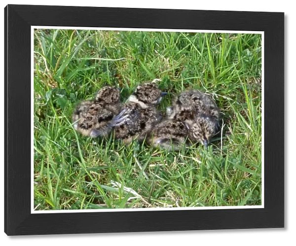 Northern Lapwing (Vanellus vanellus) four chicks, one-day old, resting on grass in meadow, Leicestershire, England, May