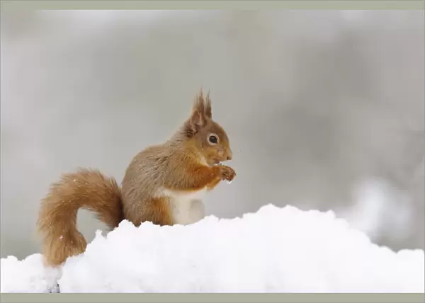 Eurasian Red Squirrel (Sciurus vulgaris) adult, feeding on hazelnut, sitting on snow in coniferous forest