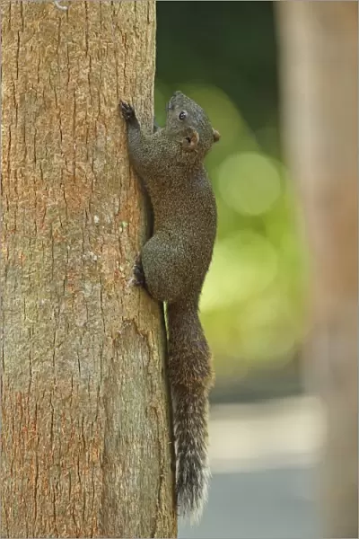 Pallass Squirrel (Callosciurus erythraeus) adult, clinging to tree trunk, Taipei, Taiwan, April