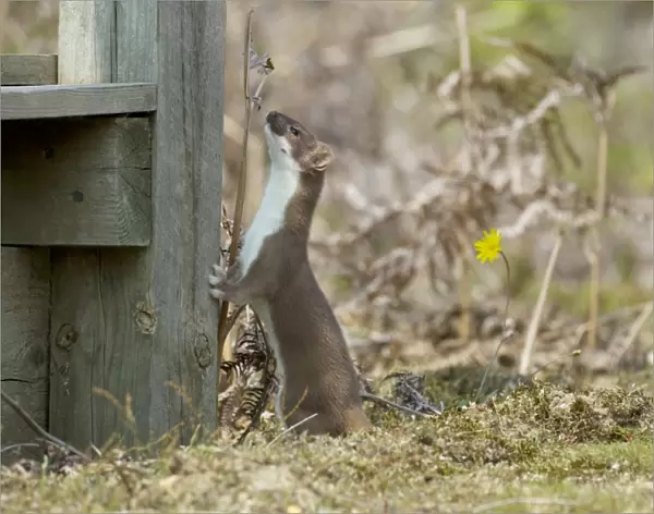 Stoat (Mustela erminea) adult, standing on hind legs against post, Minsmere RSPB Reserve, Suffolk, England, July