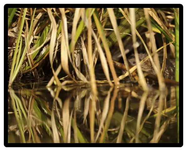 Water Vole (Arvicola terrestris) adult, hiding amongst reeds at edge of canal bank, Cromford Canal, Derbyshire