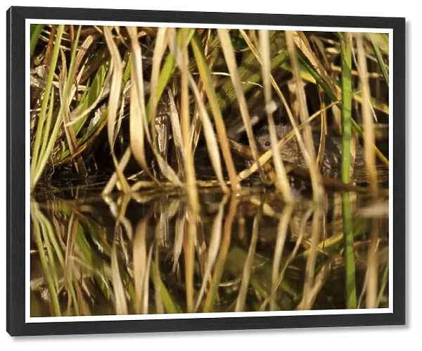 Water Vole (Arvicola terrestris) adult, hiding amongst reeds at edge of canal bank, Cromford Canal, Derbyshire