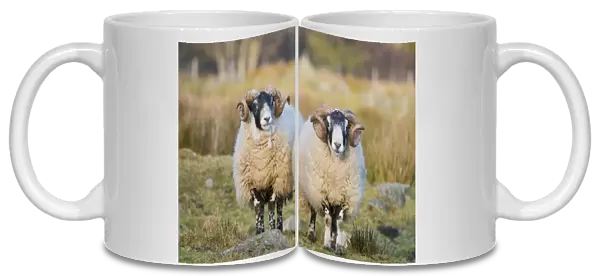 Domestic Sheep, Scottish Blackface, two rams, standing in pasture, Grampian Mountains, Aberdeenshire, Highlands