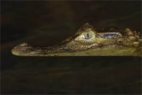 Spectacled Caiman (Caiman crocodilus) immature, close-up of head, at surface of water in flooded forest