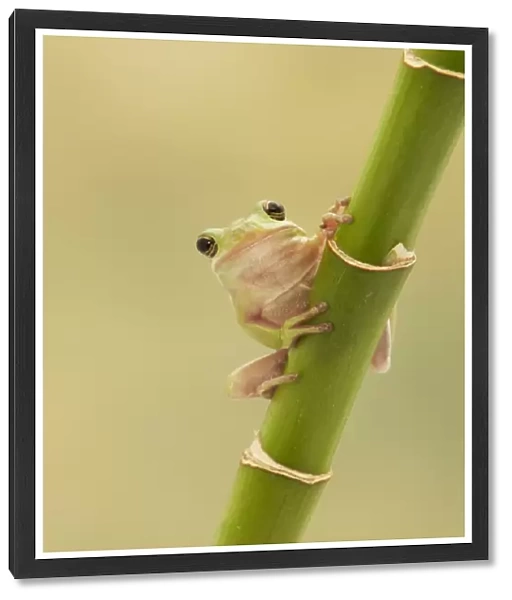 American Green Treefrog (Hyla cinerea) adult, clinging to bamboo stem (captive)