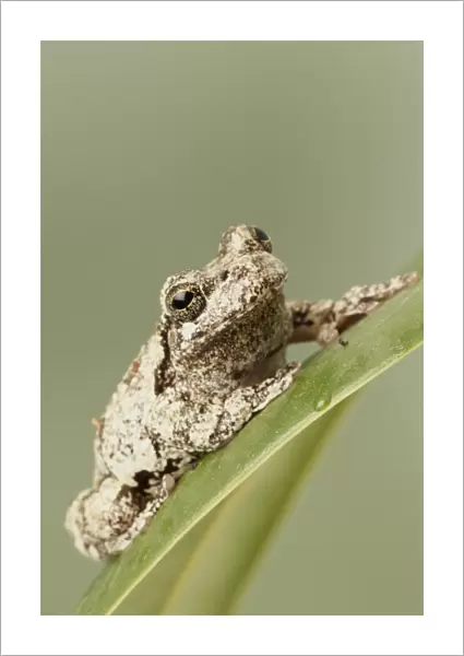 Grey Treefrog (Hyla versicolor) adult, sitting on leaf (captive)