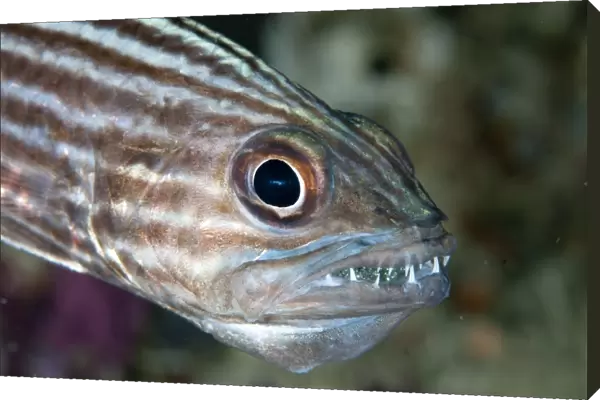 Large-toothed Cardinalfish (Cheilodipterus macrodon) adult male, close-up of head, mouth brooding eggs, Mioskon