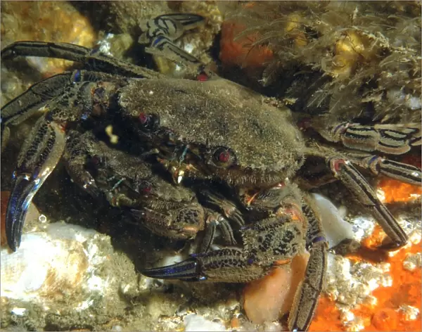 Velvet Swimming Crab (Necora puber) adult pair, mating, Bournemouth, Dorset, England, July