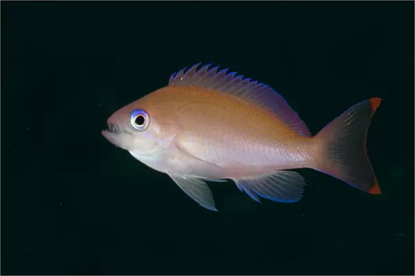 Stocky Anthias (Pseudanthias hypselosoma) adult female, swimming, Lembeh Straits, Sulawesi, Sunda Islands, Indonesia