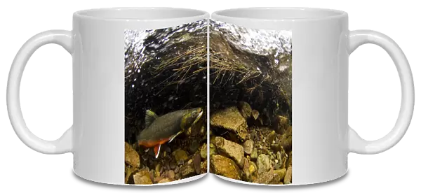 Arctic Char (Salvelinus alpinus) adult male, in breeding colours, swimming underwater in river flowing into glacial