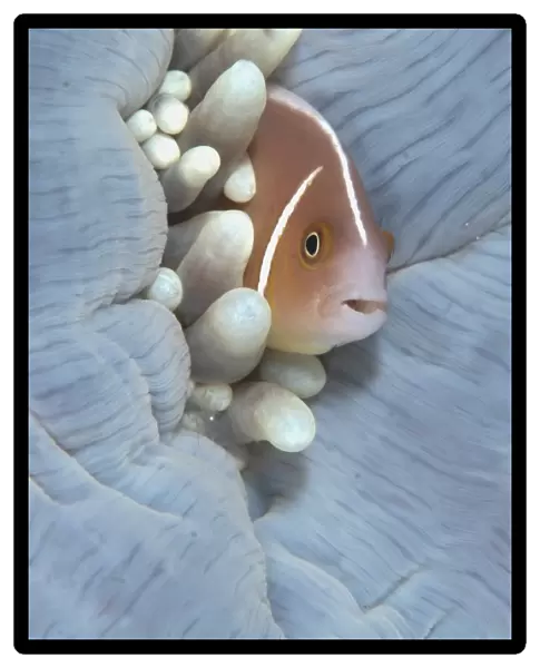 Pink Anemonefish (Amphiprion perideraion) adult, sheltering in Magnificent Sea Anemone (Heteractis magnifica)