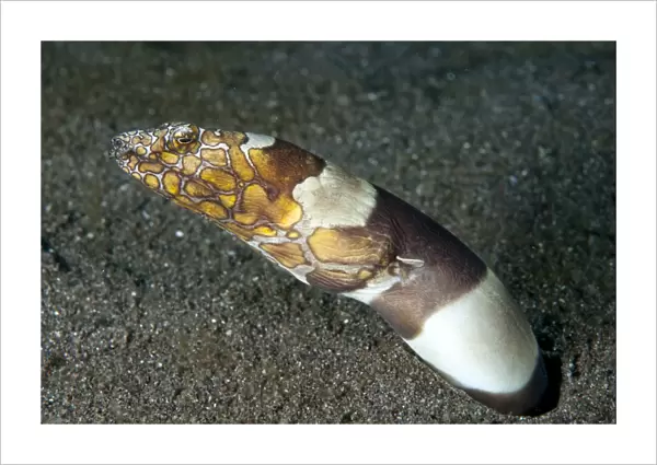 Napoleon Snake-eel (Ophichthus bonaparti) adult, buried in black sand, Lembeh Straits, Sulawesi, Sunda Islands