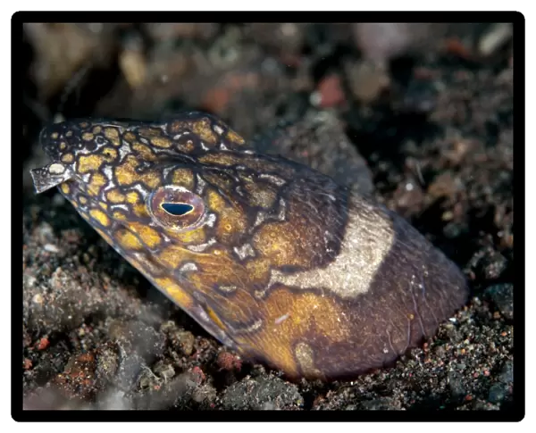 Napoleon Snake-eel (Ophichthus bonaparti) adult, close-up of head, at burrow entrance in sand, Seraya, Bali