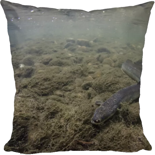 European Eel (Anguilla anguilla) adult, resting on silt riverbed in river habitat, River Soar, Leicestershire, England