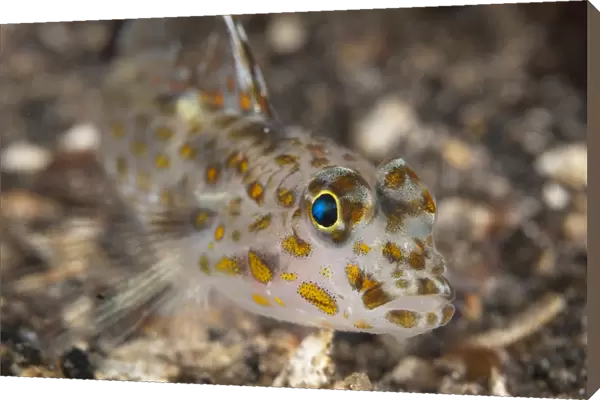 Blotched Goby (Coryphopterus inframaculatus) adult, close-up of head, resting on black sand, Lembeh Straits, Sulawesi
