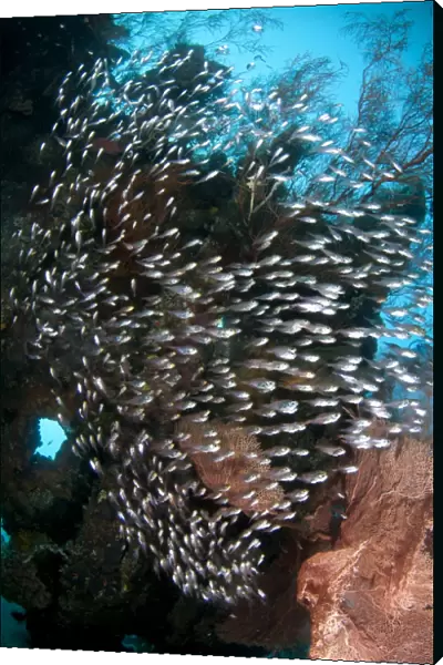 Black-stripe Sweeper (Pempheris schwenkii) shoal, swimming at coral encrusted shipwreck
