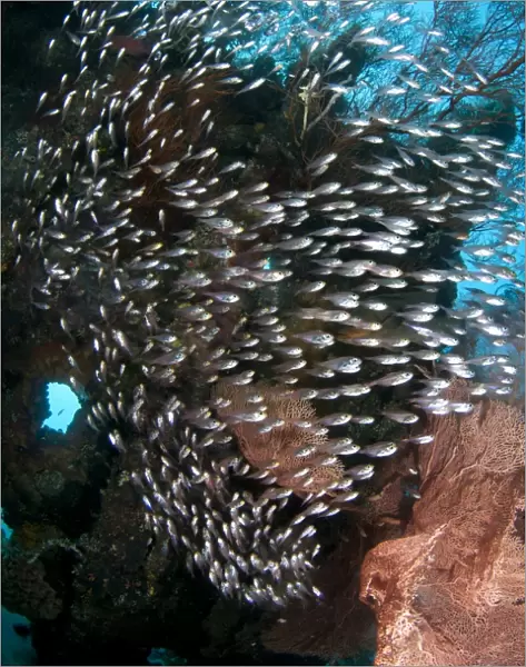 Black-stripe Sweeper (Pempheris schwenkii) shoal, swimming at coral encrusted shipwreck