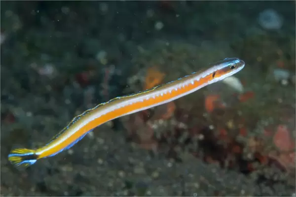 Orange-striped Wormfish (Gunnellichthys viridescens) adult, swimming, Seraya, Bali, Lesser Sunda Islands, Indonesia