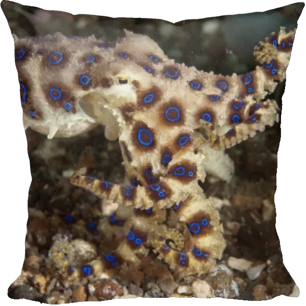 Greater Blue-ringed Octopus (Hapalochlaena lunulata) adult, Lembeh Straits, Sulawesi, Sunda Islands, Indonesia