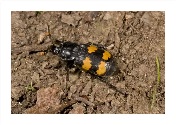 Burying Beetle (Nicrophorus interruptus) adult, on soil, France, August